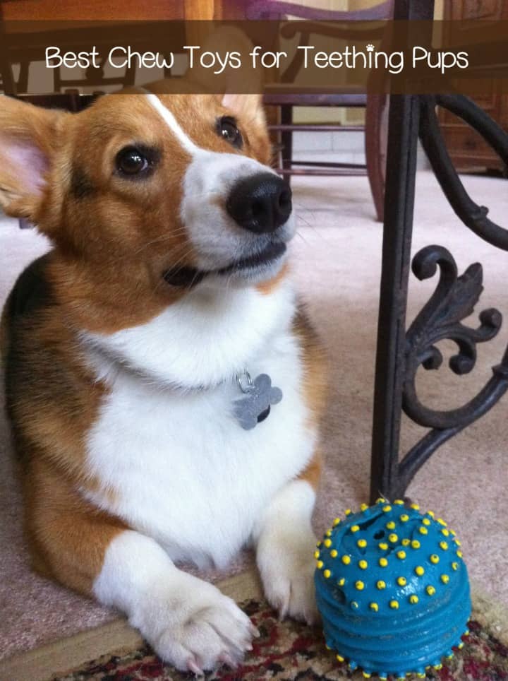 The Best Chew Toys for a Teething Puppy DogVills