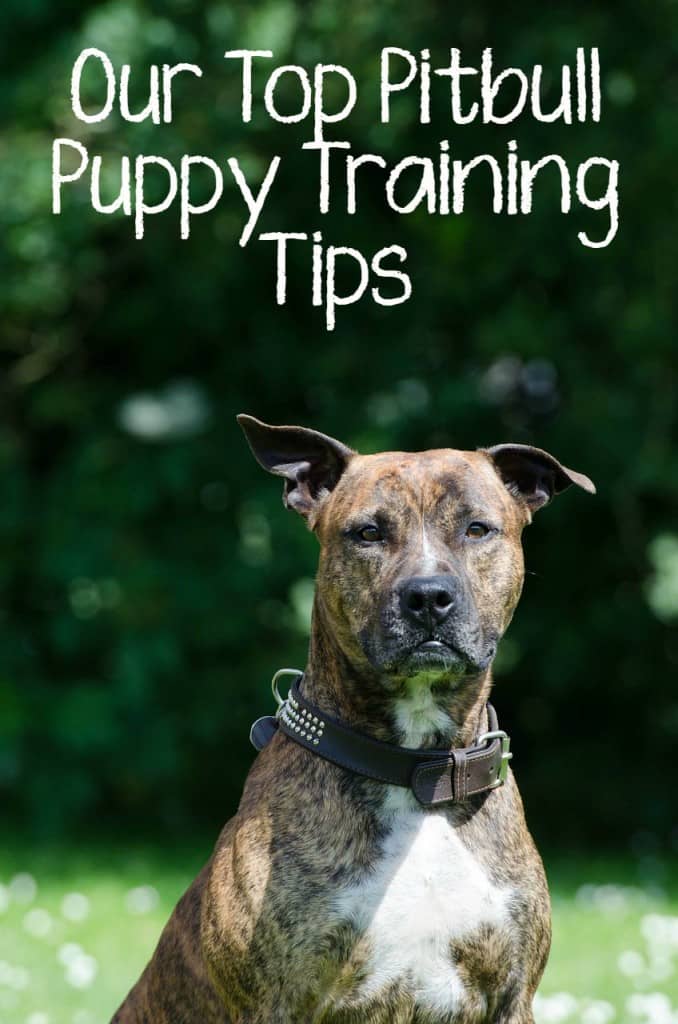 Our Top Pitbull Puppy Training Tips - DogVills