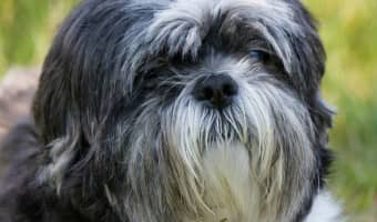 Toy breed dogs are excellent dogs for a family living in smallish home or that just don't want a big dog. All of these toy breed dogs are under 10 pounds.