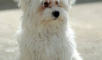 Corticosteroid side effects in dogs can be both short and long term. Corticosteroid side effects are many and varied depending upon dosage and frequency.