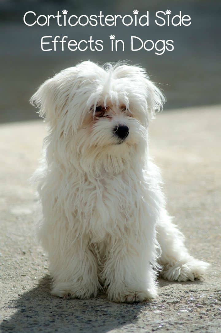 Corticosteroid Side Effects in Dogs DogVills