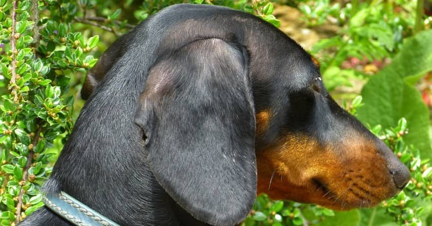 Dachsund loves to hunt fb