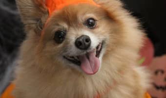 These Halloween safety tips will help you keep your nervous dog safe when trick or treaters stop by. These Halloween safety tips will keep your pooch calm.