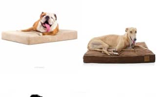 If you have a pooch with sensitive skin, you need to be careful about what he spends his days lounging on! Check out the best hypoallergenic dog beds!