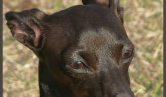 When considering an Italian Greyhound rescue, there are a few things you should know. Breed traits are important facts for Italian Greyhound rescue.