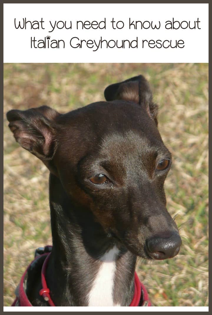 Italian Greyhound Rescue - What You Should Know - DogVills