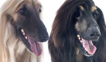 Dreaming of a giant pooch that doesn't make you sneeze? Check out our complete list of large hypoallergenic dogs & adopt a new pal today!