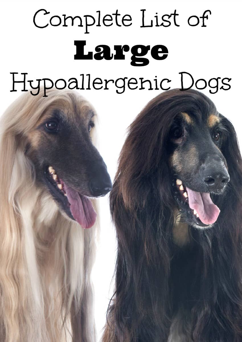 best non shedding large dogs