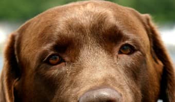 Got concerns about hypoallergenic dog food? Get the low-down on what to expect when you put your dog on this type of diet!