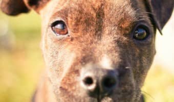 Got an escape artist on your hands? This installment of pitbull puppy training tips will help you figure out how to keep him in your yard!