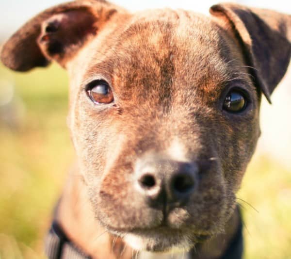 Teach your dog to recognize his name.