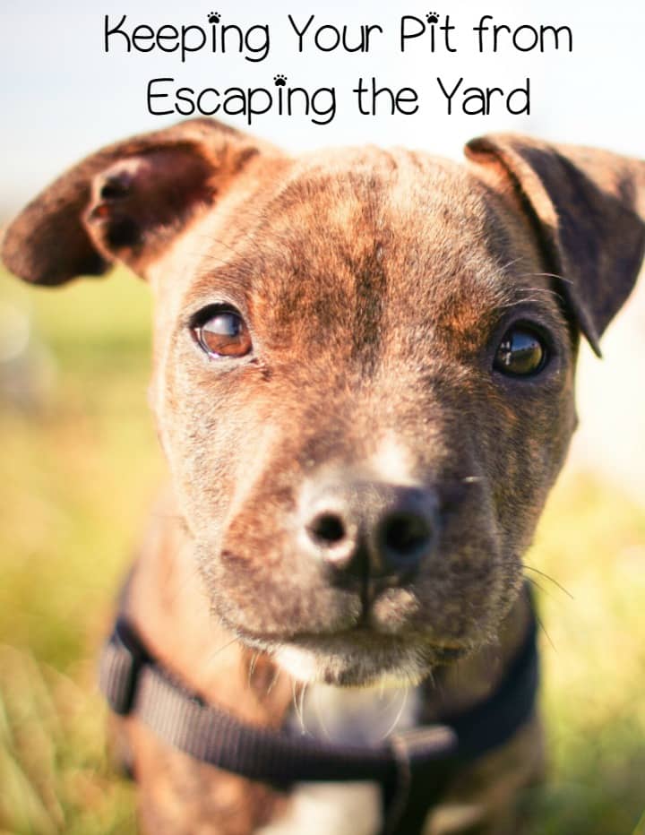 Pitbull Puppy Training Tips: Keeping Them in the Yard - http://www