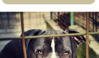 Lots of people wonder if they should board their pitbull puppy or hire a dog sitter. What works for one pitbull puppy might not work for another.