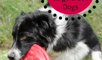 Keep your big pooch in shape with these fun agility games for large breed dogs! We bet you'll even stay in shape too!