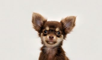 Thinking about adding a chihuahua to your family? Check out everything you need to know about this small breed with a great big heart!