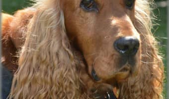 These best dog breeds for the elderly make great therapy and companion dogs for seniors. Consider adopting one today to brighten up your senior's life!