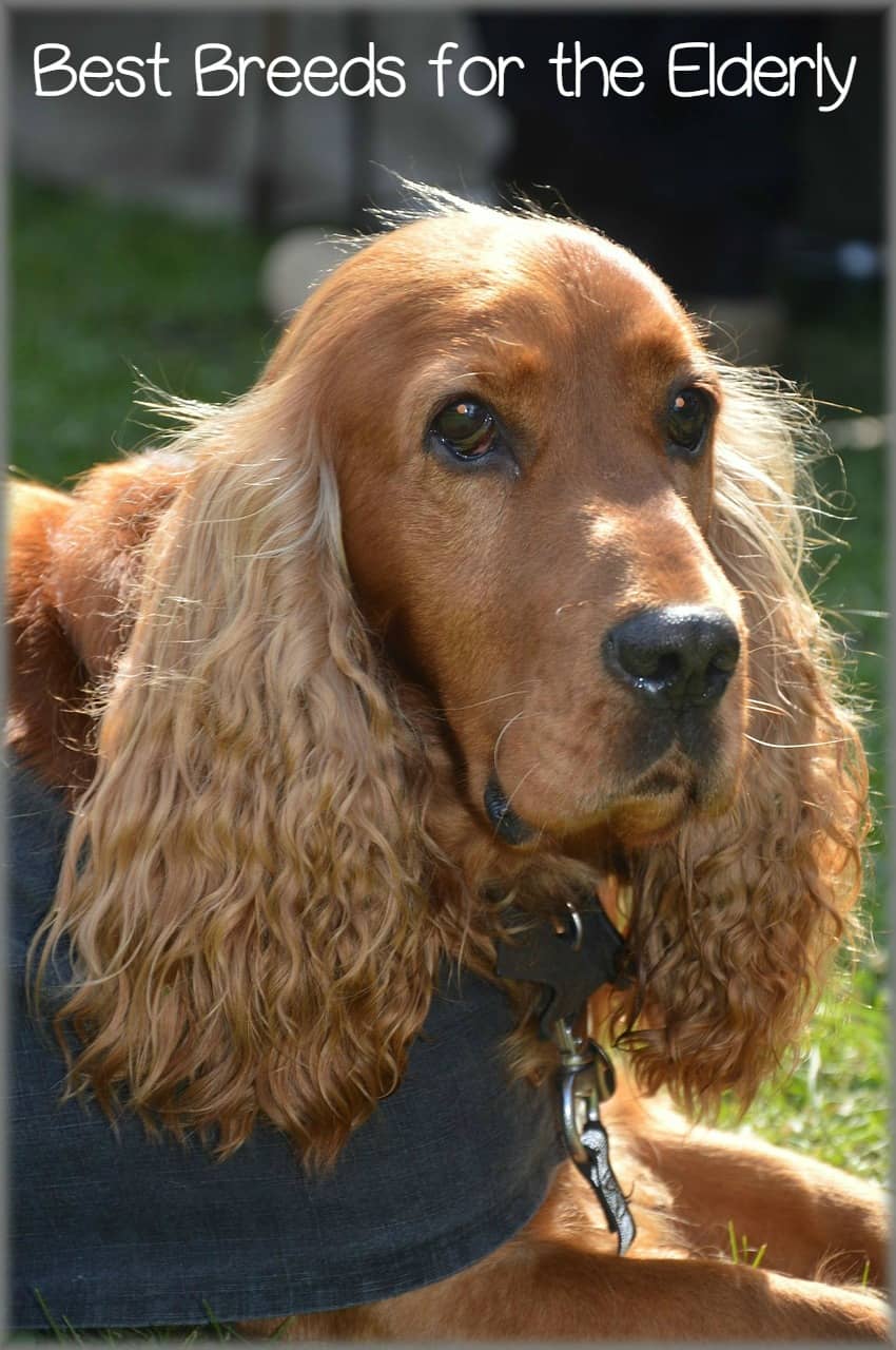 Best Dog Breeds for the Elderly DogVills