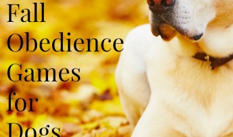 Enjoy the last crisp days of Autumn before the cold sets in with a few fun fall obedience training games for dogs that you can play outside! Check them out!