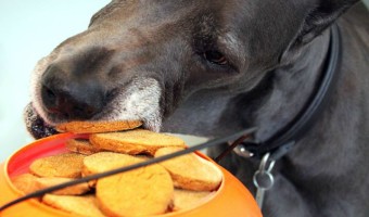 These Halloween safety tips for dogs will help keep your pooch safe this Halloween. With these Halloween safety tips, you can keep your dog safe and sound.