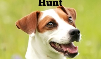 Looking for a companion to keep you company while you head out to the woods to catch dinner? Check out these small breed dogs who LOVE to hunt!