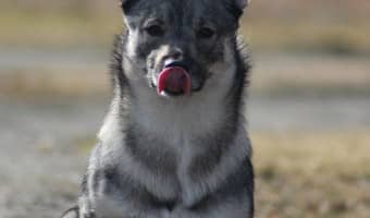 Hypoallergenic dog food has seen an increase in popularity, but what should you get? PetSmart has a variety of 5 star hypoallergenic dog food available.