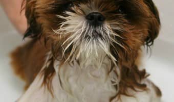Hypoallergenic dog shampoo is a great way to keep your dog and your home clean. Here are some of the highest rated hypoallergenic dog shampoos available.