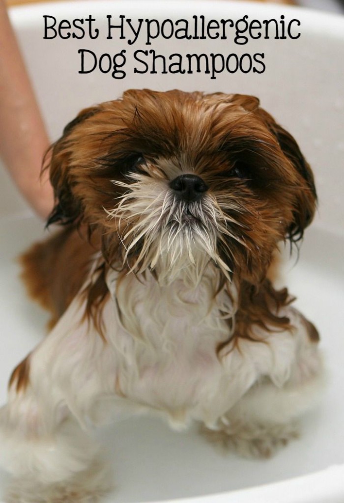 Hypoallergenic Dog Shampoo Keep Your Dog Clean