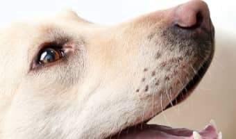 Don't let the snow keep you & Fido locked away! Check out these fun indoor training games for dogs & start playing!