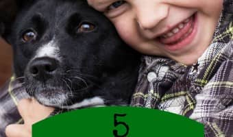 All kids love to play games, all dogs love to play games, so why not get them together with a few fun games for dogs & kids? Check out our favorites!