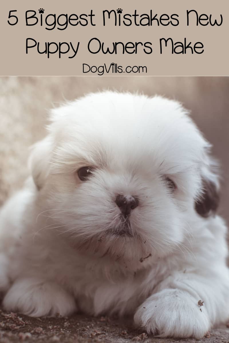 5 Biggest Mistakes New Puppy Owners Make DogVills