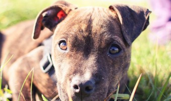 Today, Pitbull Puppy Training Tips discusses who's the alpha. I've talked about this some in Pitbull Puppy Training Tips before, but we'll go into it more.