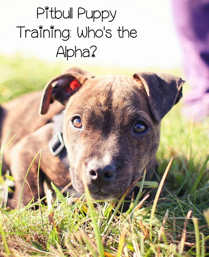 pitbull puppy tips pitbull puppy tips who s the alpha dogvills pitbull puppy tips pitbull puppy tips who s the alpha dogvills