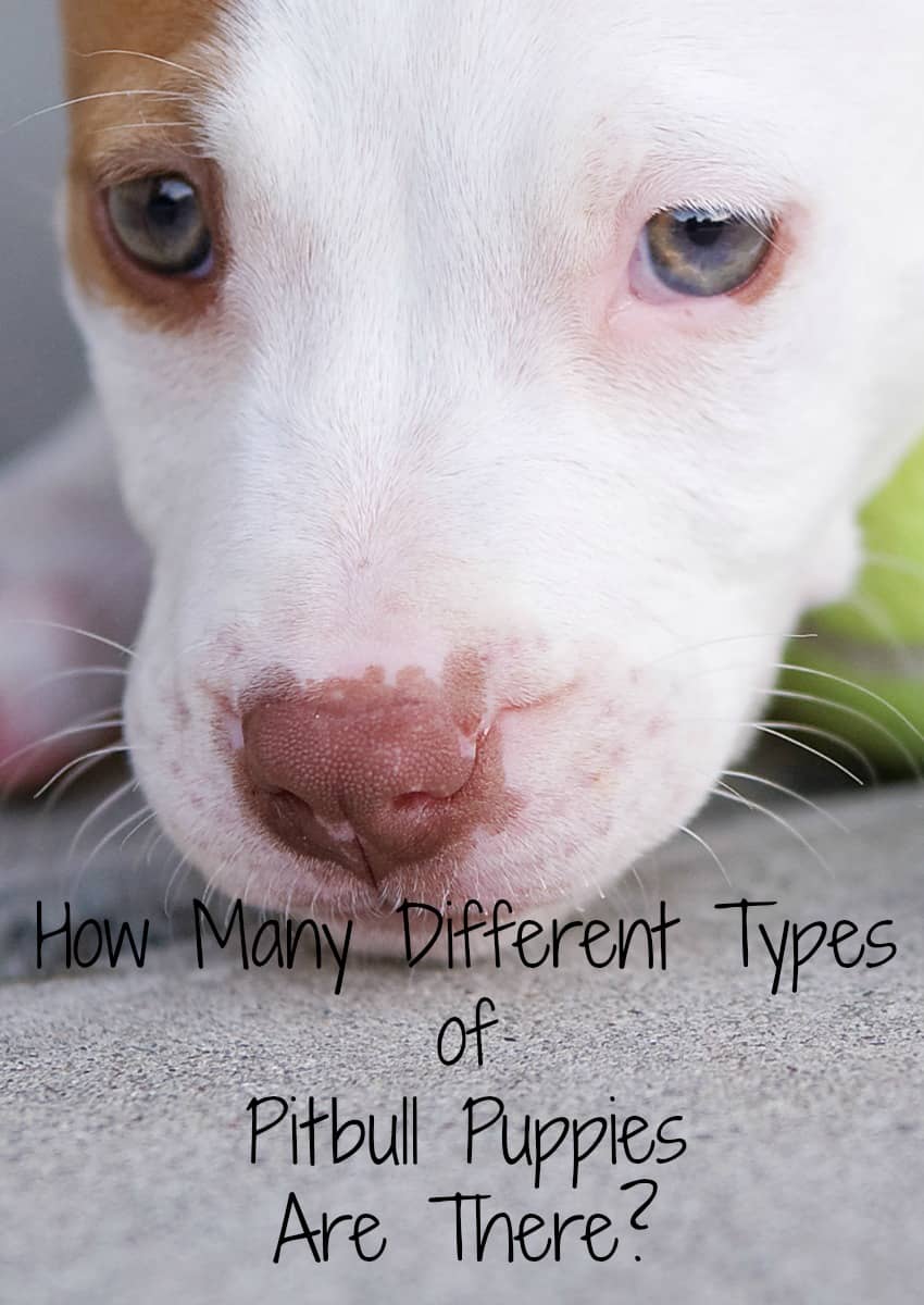 How Many Different Types of Pitbull Puppies Are There?