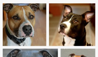 Follow these Pitbull puppy training tips to train more than one Pitbull. Pitbull puppy training tips for multiple dogs essentially the same as for one dog.