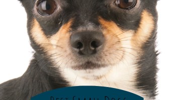 Looking for the best small dogs for families with kids & cats? Check out our top picks for breeds that are great with both and will steal your heart!