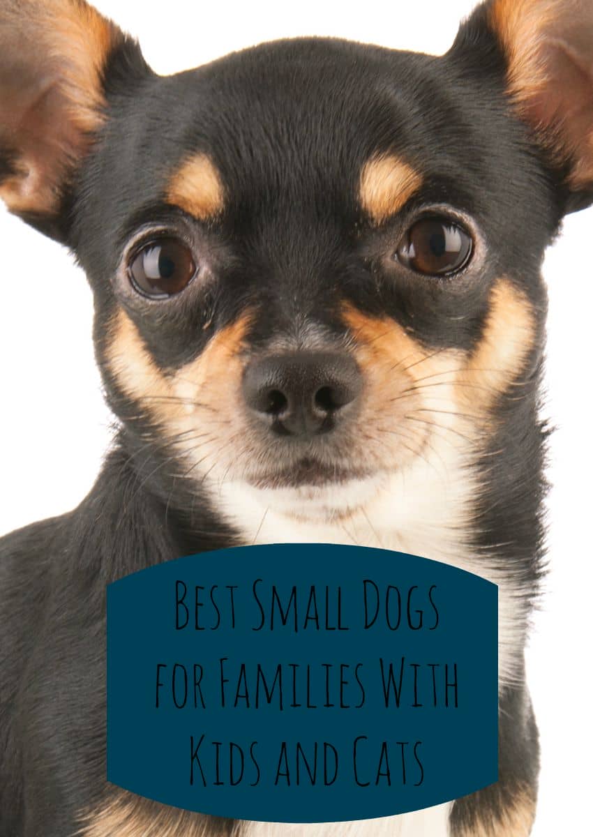 Best Small Dogs for Families with Kids 