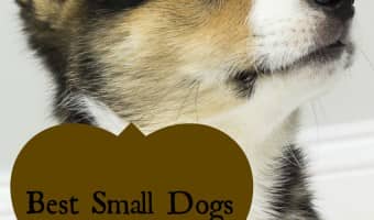 Thinking about getting a therapy dog for your autistic child? Check out the best small dogs for kids with autism!