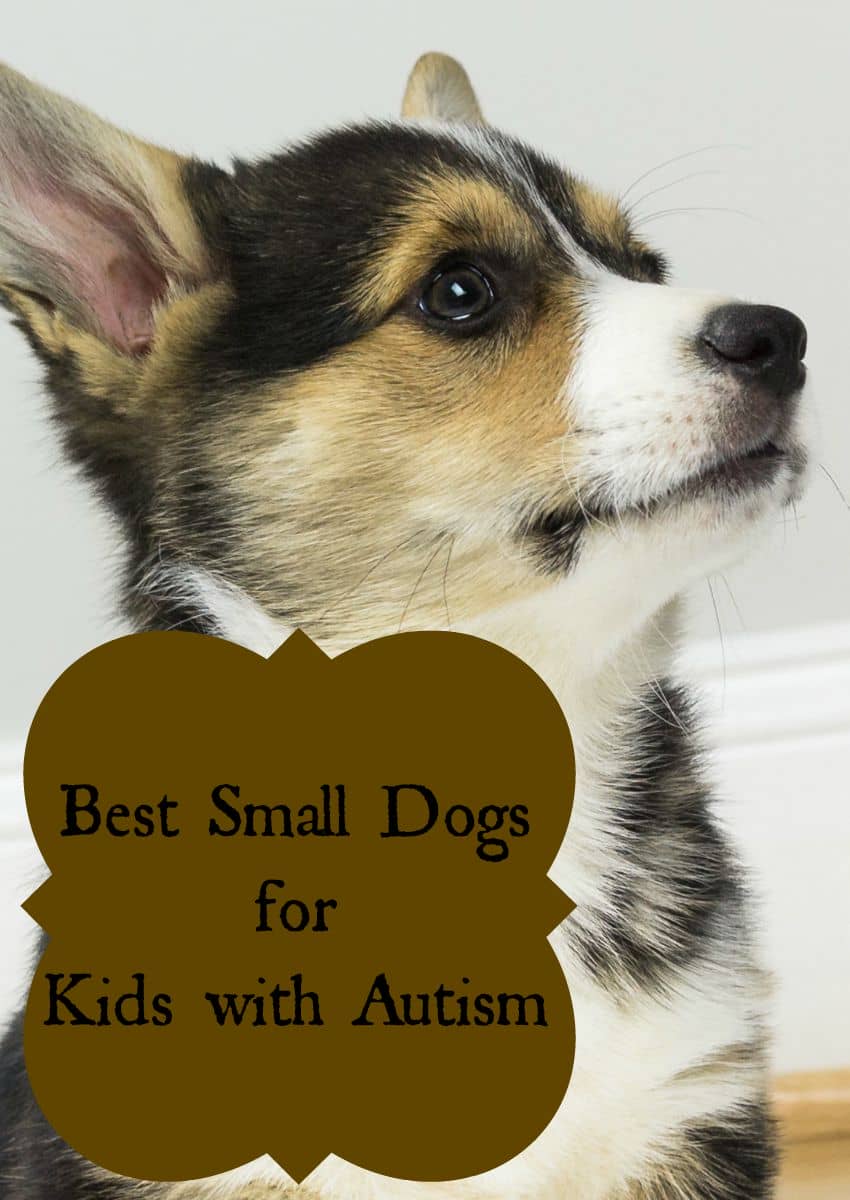 Best Small Dogs for Kids with Autism