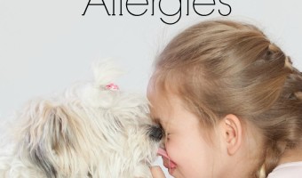 These small dogs for kids with allergies give your mini-me a chance to grow up with a beloved family companion without all the sneezing!