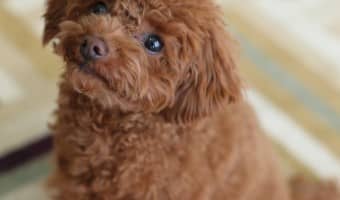 These are the Best Small Non Shedding Dogs For Kids. They are perfect for families short on space or dealing with kids or adults with allergies.