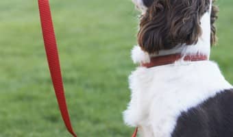 If you're wondering How To Keep Dogs From Chewing Through Their Collar, we have come up with these great tips to share with you!