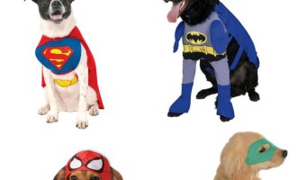 These Large Dog Halloween Costumes For Your Superhero Dog are perfect for making your costume party tons of fun this year.