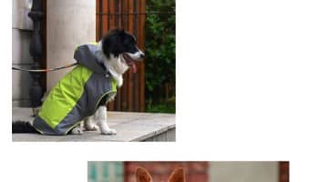Keep your best canine friend warm, dry and totally on trend with these stylish waterproof dog jackets! Check them out now!