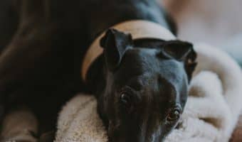 Your giant canine pal will do the dance of joy for you if you bring him home one of these top extra large dog beds with memory foam to sleep on!