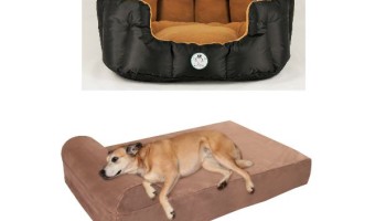 Looking for comfy places to sleep for your big pooch? Check out these top extra large dog beds with sides!
