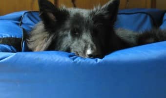 Wondering where to find the best extra large dog beds that are waterproof? Check out our favorite retailers first for the best deals!