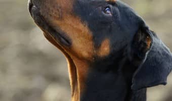 These Best Youtube Channels About Dogs are perfect for you to watch and learn everything from great training tips to fun happenings!