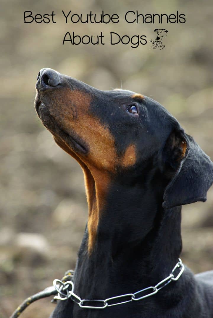 Best Youtube Channels About Dogs DogVills