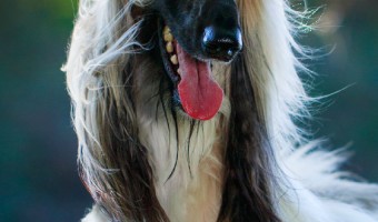 Check out everything you need to know about the Afghan Hound, one of our favorite large hypoallergenic dog breeds!
