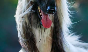 Check out everything you need to know about the Afghan Hound, one of our favorite large hypoallergenic dog breeds!
